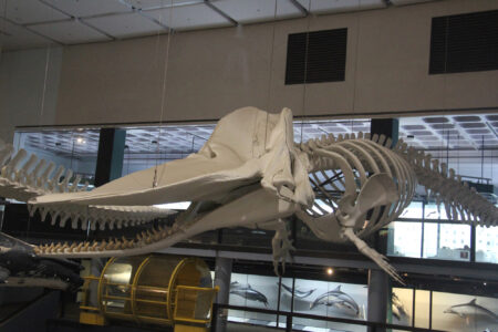 Cape Town Museum & Planetarium (51)