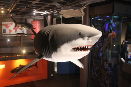 Cape Town Museum & Planetarium (53)