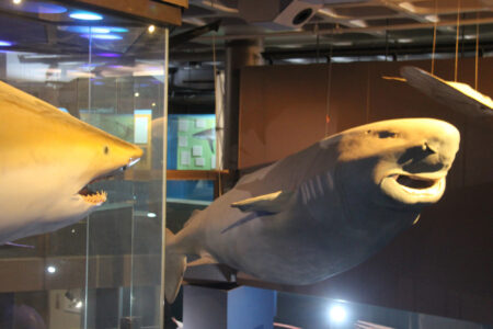 Cape Town Museum & Planetarium (54)