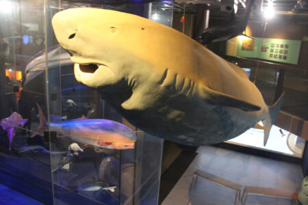 Cape Town Museum & Planetarium (55)