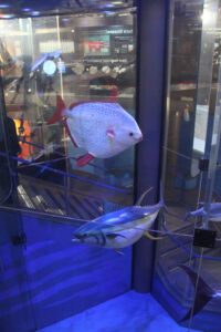Cape Town Museum & Planetarium (56)
