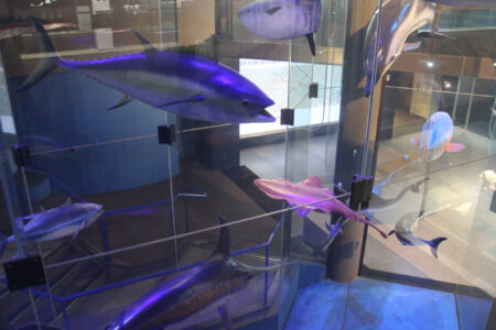 Cape Town Museum & Planetarium (57)