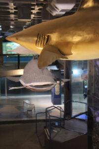 Cape Town Museum & Planetarium (58)