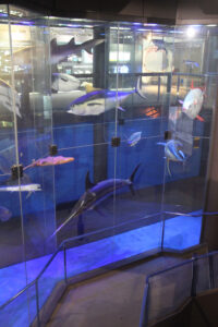 Cape Town Museum & Planetarium (59)