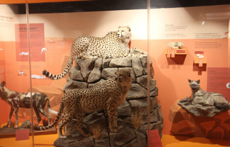 Cape Town Museum & Planetarium (60)