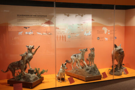 Cape Town Museum & Planetarium (61)