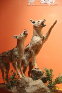 Cape Town Museum & Planetarium (62)