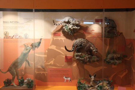 Cape Town Museum & Planetarium (63)