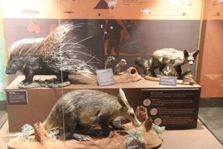 Cape Town Museum & Planetarium (64)
