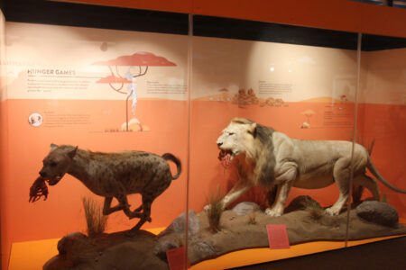 Cape Town Museum & Planetarium (65)