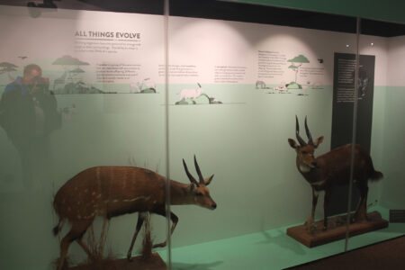 Cape Town Museum & Planetarium (66)