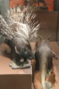 Cape Town Museum & Planetarium (67)