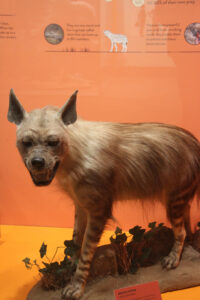 Cape Town Museum & Planetarium (68)