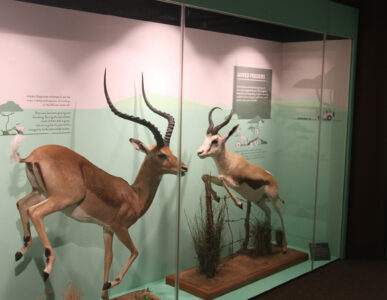 Cape Town Museum & Planetarium (69)