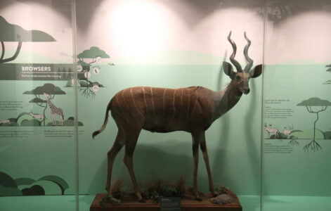 Cape Town Museum & Planetarium (70)