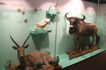 Cape Town Museum & Planetarium (71)
