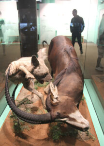 Cape Town Museum & Planetarium (72)