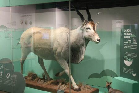 Cape Town Museum & Planetarium (73)