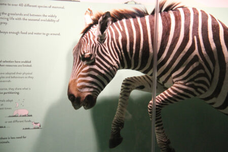 Cape Town Museum & Planetarium (74)