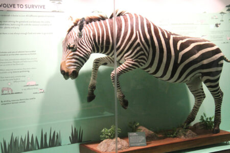 Cape Town Museum & Planetarium (75)