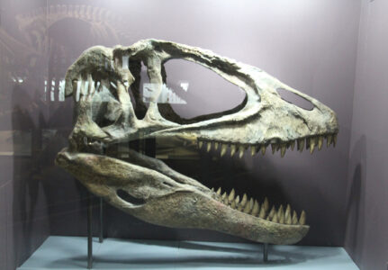 Cape Town Museum & Planetarium (76)