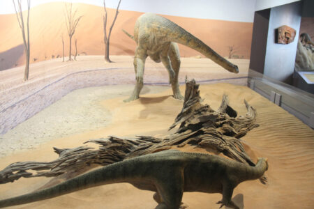 Cape Town Museum & Planetarium (79)