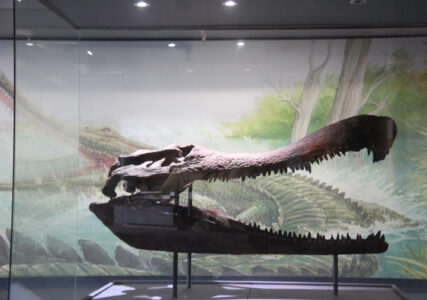 Cape Town Museum & Planetarium (83)