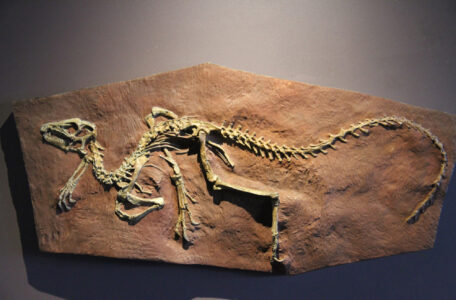 Cape Town Museum & Planetarium (86)