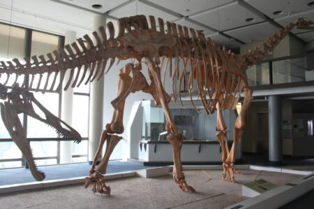 Cape Town Museum & Planetarium (88)
