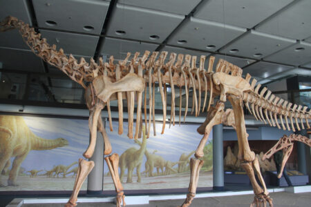 Cape Town Museum & Planetarium (94)