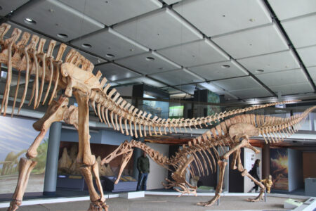 Cape Town Museum & Planetarium (95)