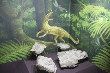 Cape Town Museum & Planetarium (97)