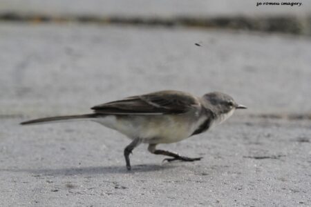 Cape Wagtail (Motacilla capensis) , Intaka Island