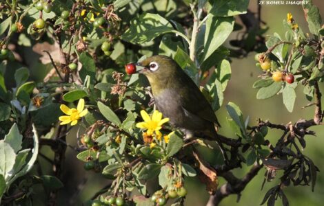 Cape White Eye (Zosterops pallidus) Intaka Island