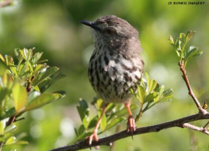 Cloud Cisticola (Cisticola textrix), Intaka Island