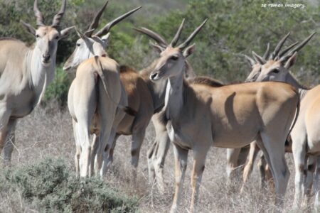 Common Eland (Taurotragus oryx)