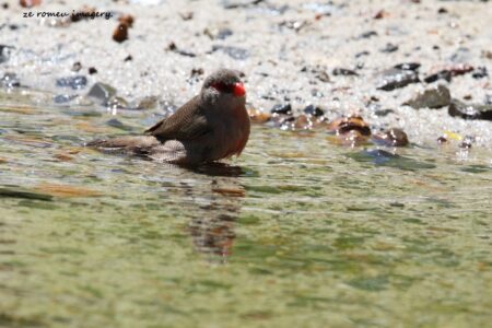 Common Waxbill [1] (Estrilda astrild), Intaka Island
