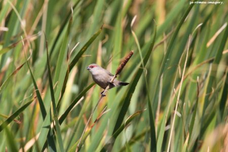 Common Waxbill [2] (Estrilda astrild), Intaka Island