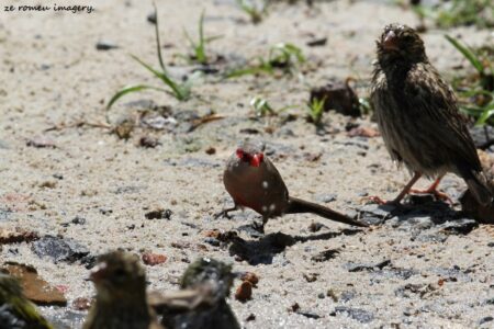 Common Waxbill (Estrilda astrild) at Intaka Island