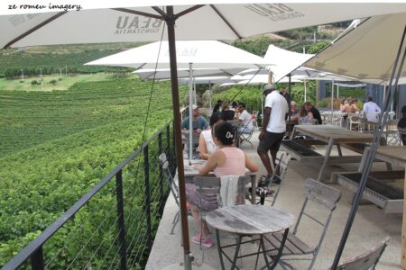 Constantia Wine Farms [13]