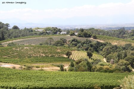 Constantia Wine Farms [14]