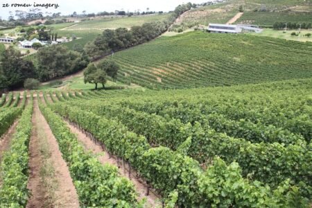 Constantia Wine Farms [16]
