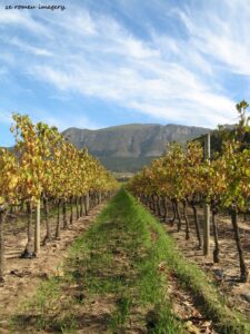 Constantia Wine Farms [17]