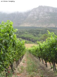 Constantia Wine Farms [26]