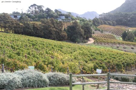 Constantia Wine Farms [29]