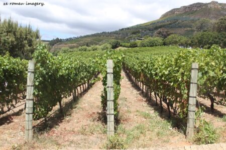 Constantia Wine Farms [30]