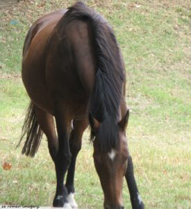 Constantia Wine Farms [32]