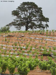 Constantia Wine Farms [34]