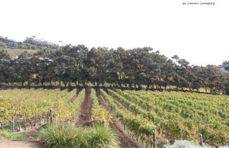 Constantia Wine Farms [35]