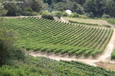 Constantia Wine Farms [4]